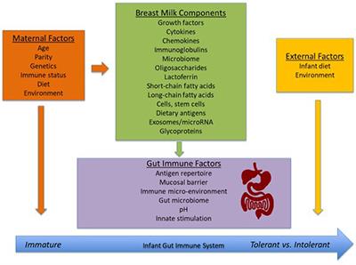 Immunologically Active Components in Human Milk and Development of Atopic Disease, With Emphasis on Food Allergy, in the Pediatric Population